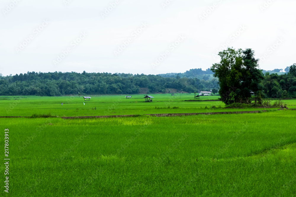 Jasmine Rice Field