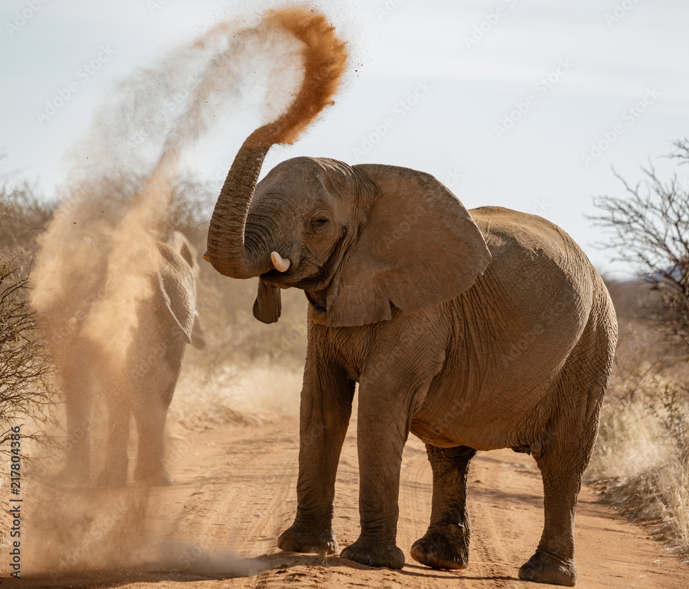 Fototapeta premium Elephant throws dirt onto its back