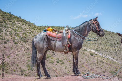 Beautiful horse at Real de Catorce desert in San Luis Potosi, Mexico 