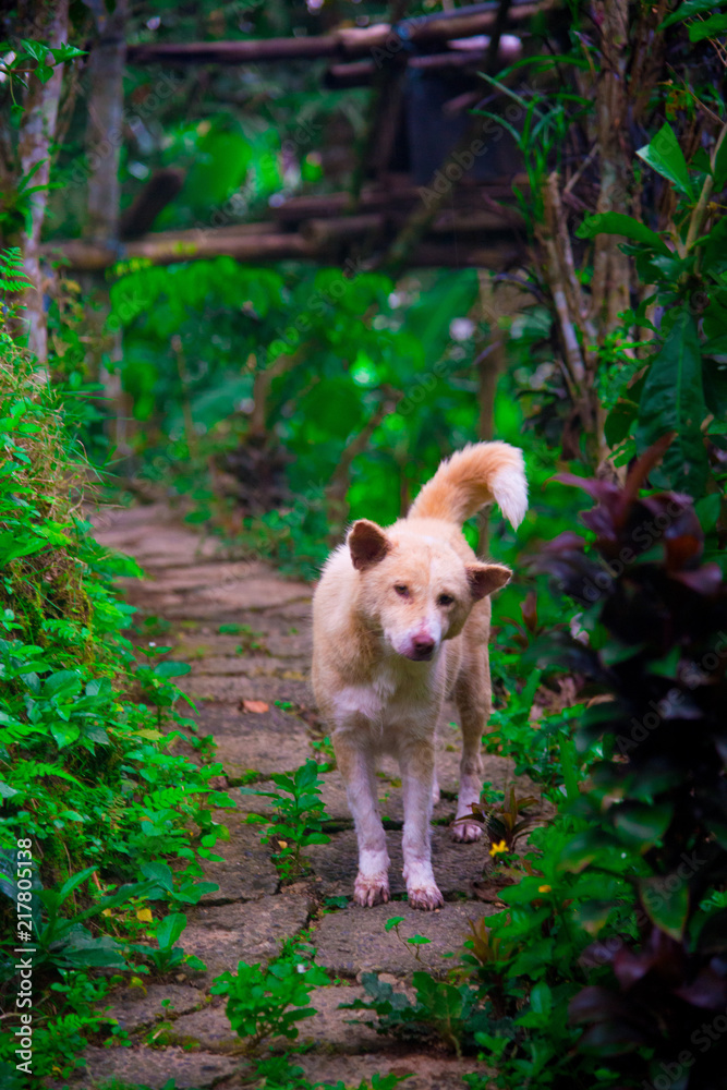 Naklejka premium Stray Dog walking on the street in Bali, Indonesia. Bali is an Indonesian island and known as a tourist destination.
