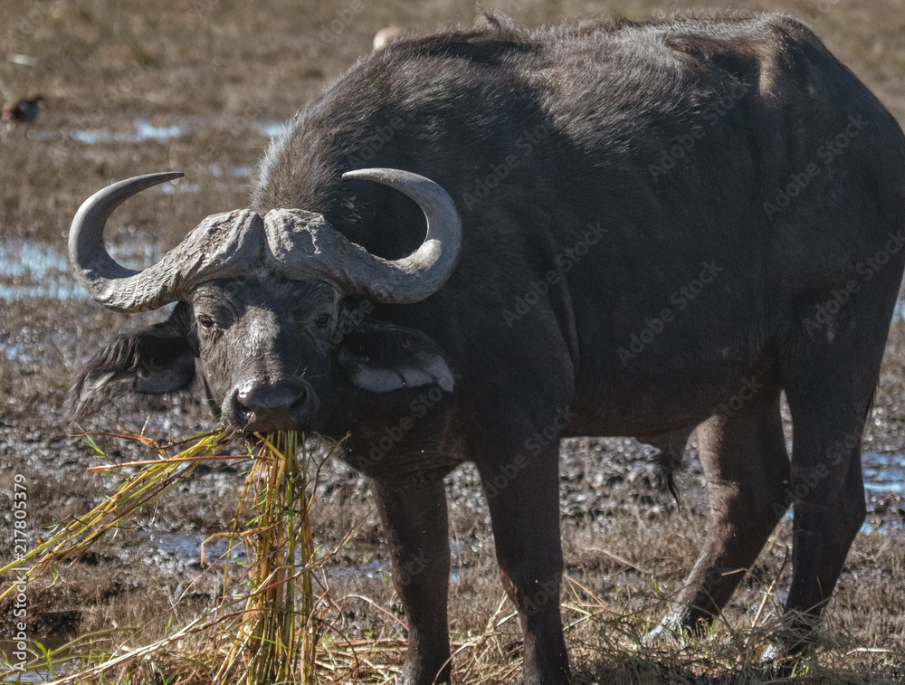 Cape buffalo eats hippo grass from a marsh