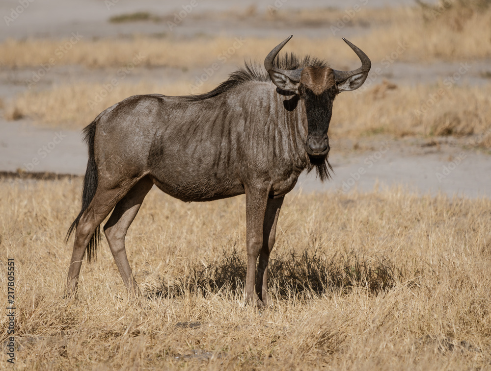 A single cape buffalo looks at the photographer A single cape buffalo looks at the photographer