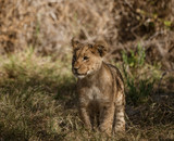 Lion cub comes out of his den to look around