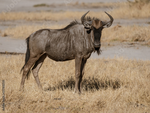 A single cape buffalo looks at the photographer © mindstorm