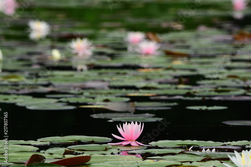 Water lily in a pond.