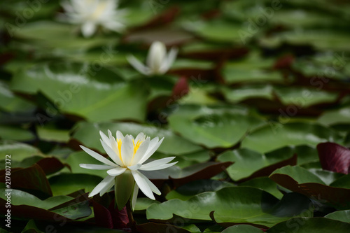 Water lily in a pond.