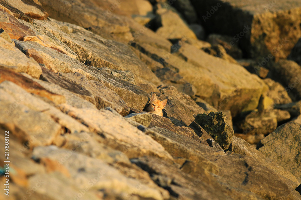 A little kitten in the sunset A little kitten in the sunset