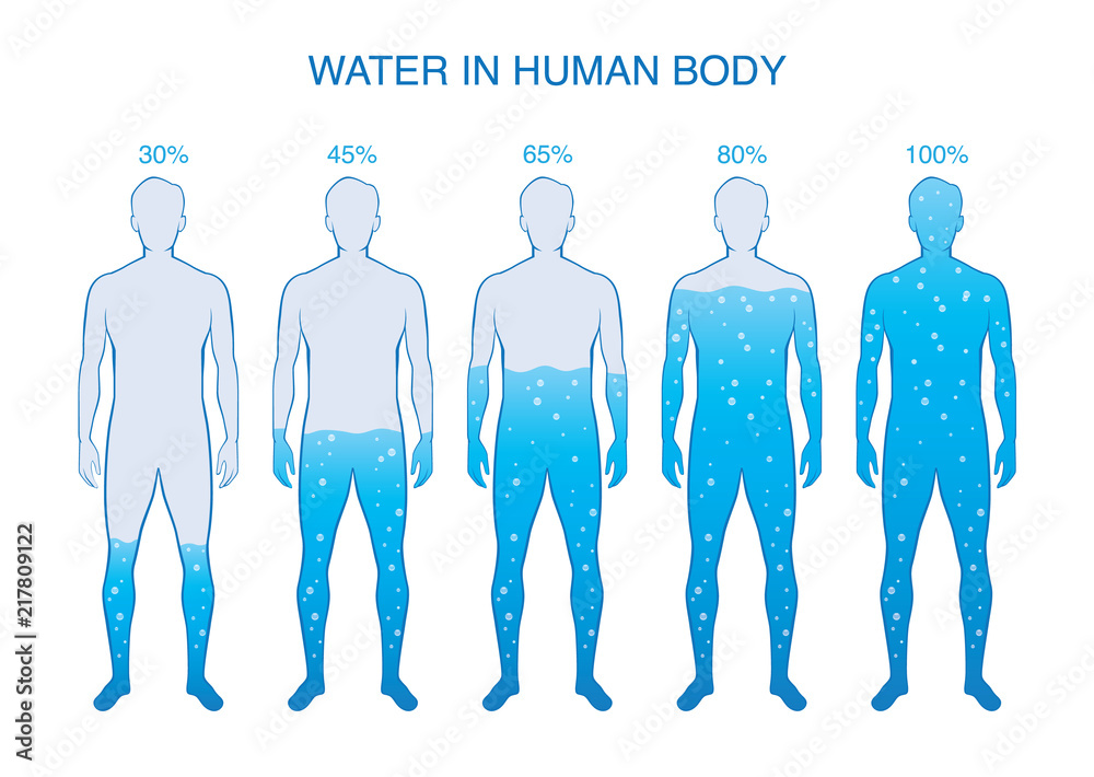 Difference percentage of water in the human body. Illustration about  composition of human anatomy. vector de Stock | Adobe Stock