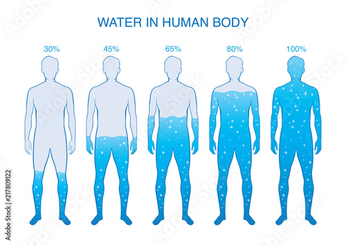 Difference percentage of water in the human body. Illustration about composition of human anatomy.