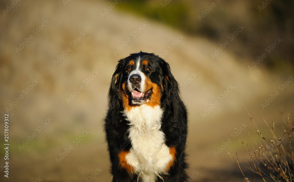 Bernese Mountain Dog outdoor portrait against natural background