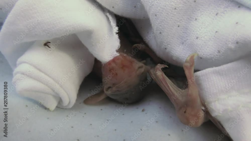 Baby fruit bats in triage after habitat was demolished Baby fruit bats in triage after habitat was demolished