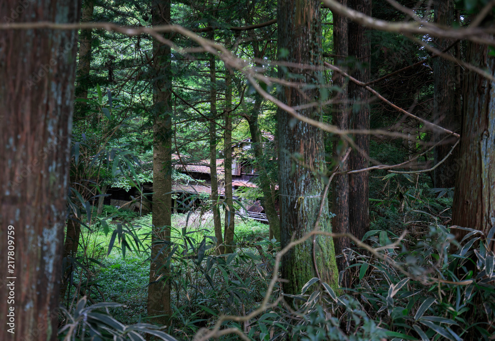 Old abandoned house in the Japanese countryside barely visible through tree trunks and branches Old abandoned house in the Japanese countryside barely visible through tree trunks and branches