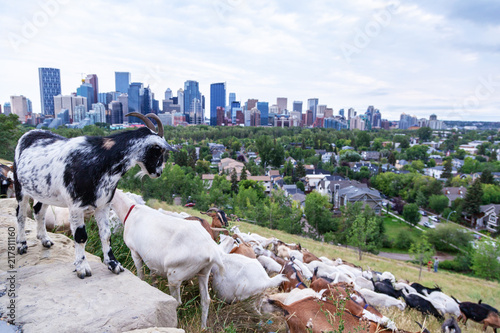 Targeted Grazing Using Goats for Control Weeds in Calgary