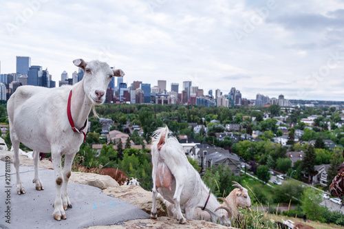 Targeted Grazing Using Goats for Control Weeds in Calgary