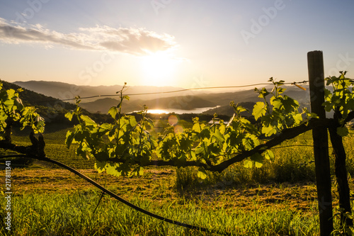 Late Evening At The Vineyard