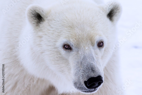 Close up of Polar Bear face looking into camera