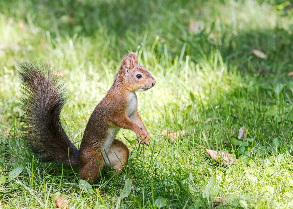 wild park squirrel standing in green grass and searching for food wild park squirrel standing in green grass and searching for food
