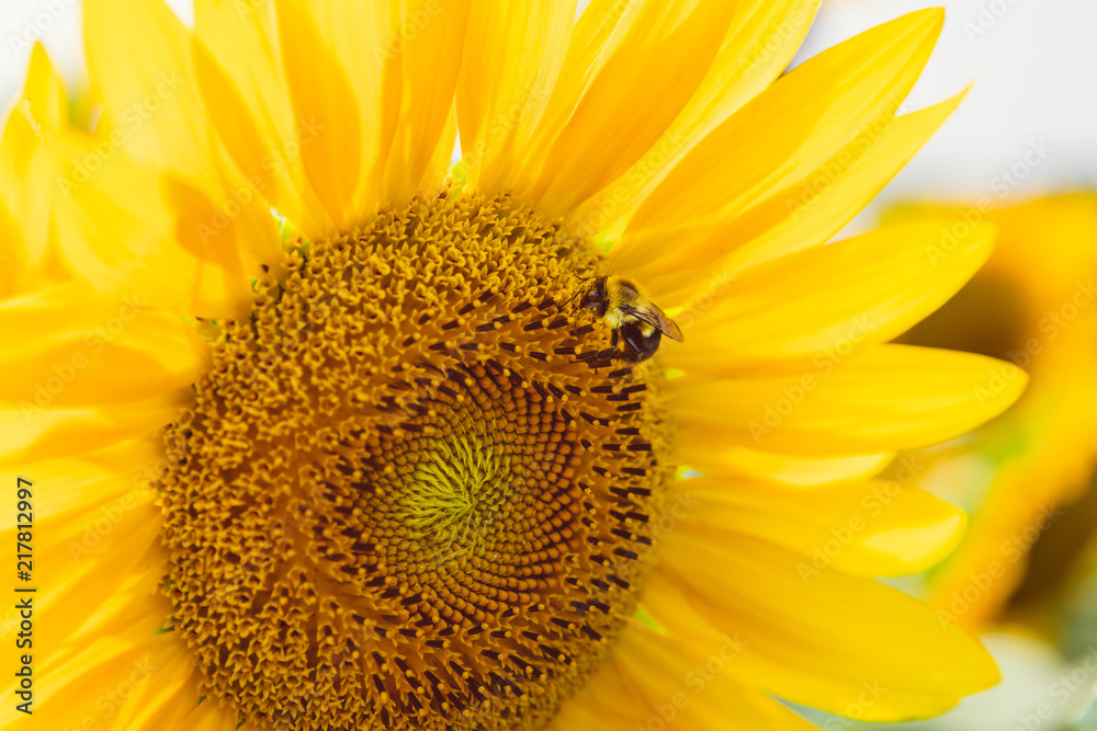 Sunflower Bee 4 Sunflower Bee 4