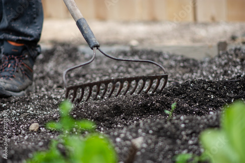 Raking rows for planting a garden