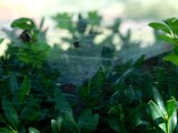 cobweb, arachnid, web, plant, leaf