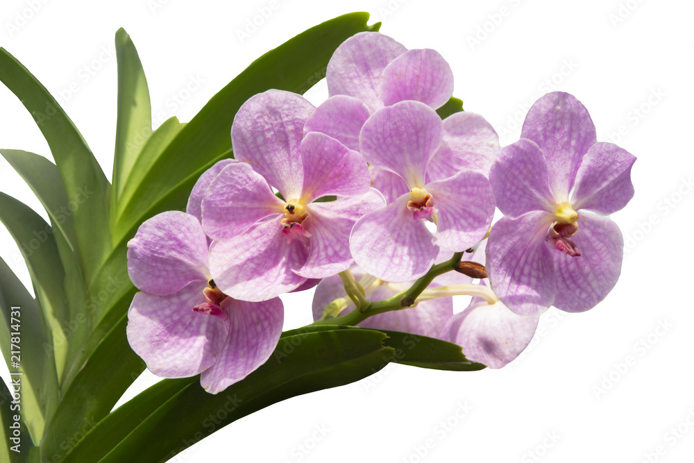 Purple orchid branch isolated on white background Purple orchid branch isolated on white background