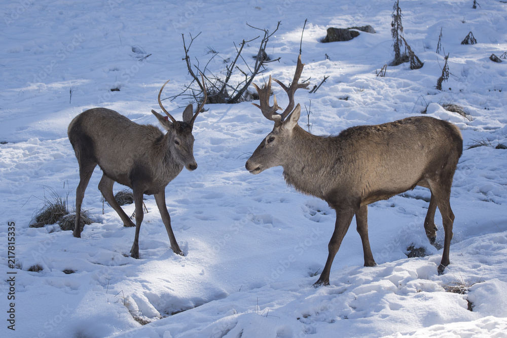 red deer red deer