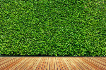 Old wood or flooring and plant in garden decorative