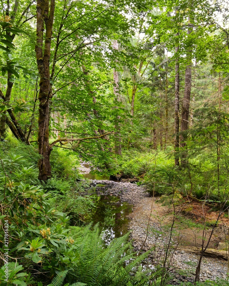 A trickling creek in a lush forest A trickling creek in a lush forest