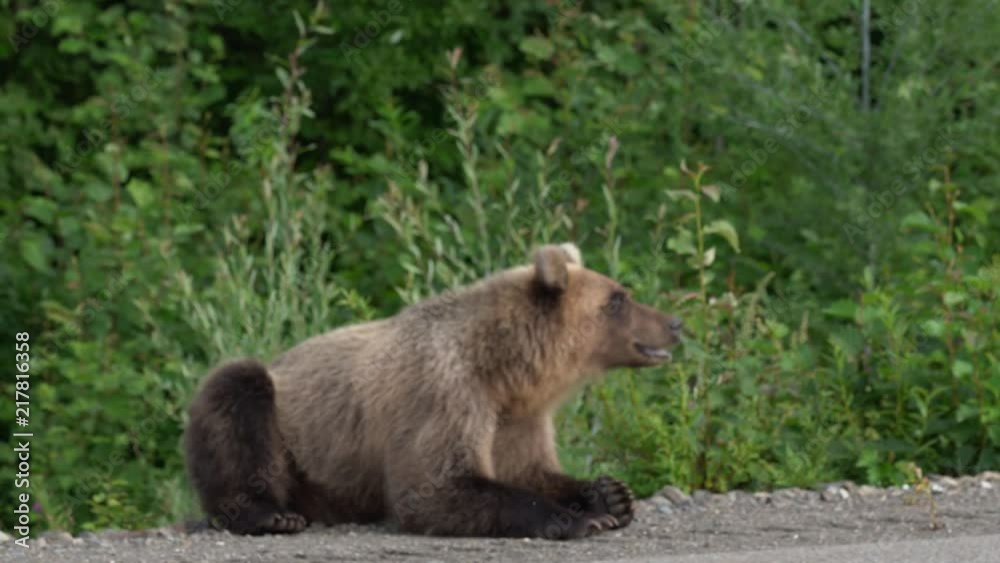 Hungry Kamchatka brown bear lies on roadside, in front of him on asphalt road driving cars. Eurasia, Russian Far East, Kamchatka Peninsula. Hungry Kamchatka brown bear lies on roadside, in front of him on asphalt road driving cars. Eurasia, Russian Far East, Kamchatka Peninsula.