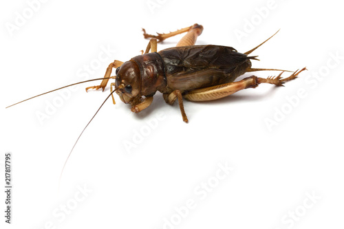 Big brown cricket insect isolate on white background
