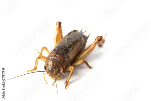 Big brown cricket insect isolate on white background 