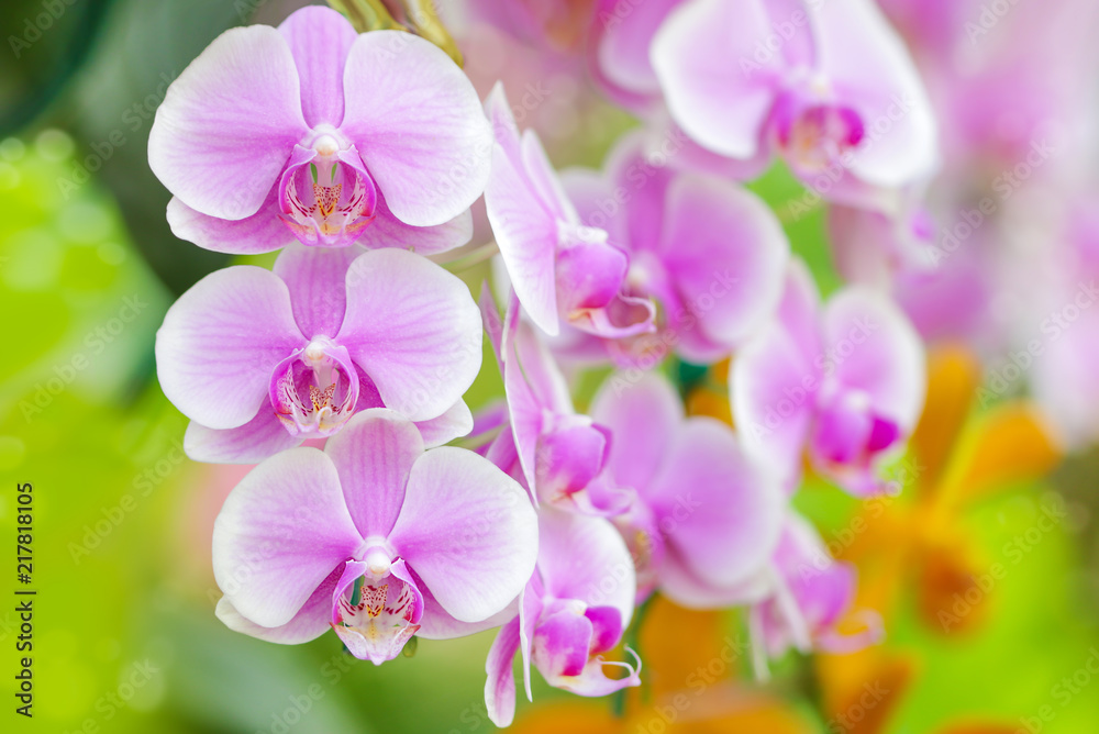Fototapeta premium Close-up of pink orchid phalaenopsis colorful background