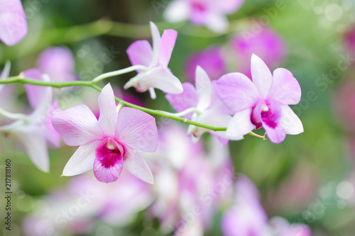 Close-up of pink orchid flower