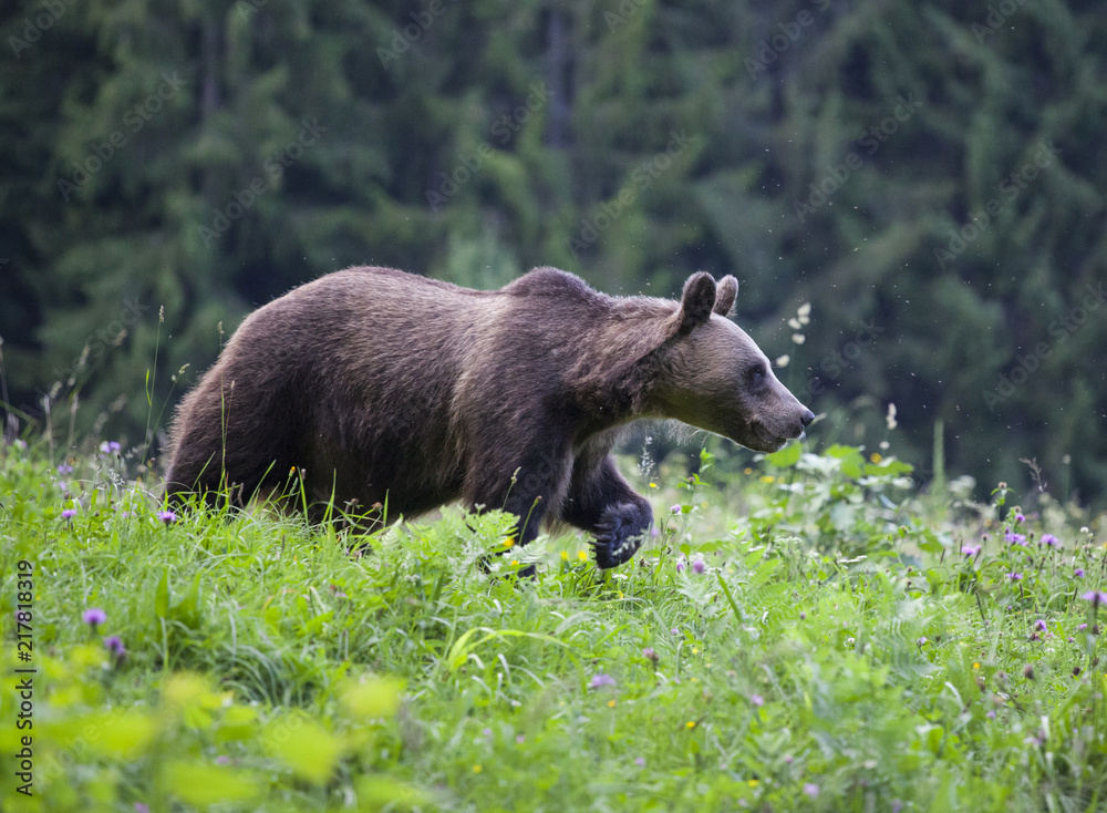 Brown bear