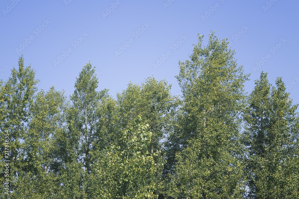 Russian birch tree against the sky in summer