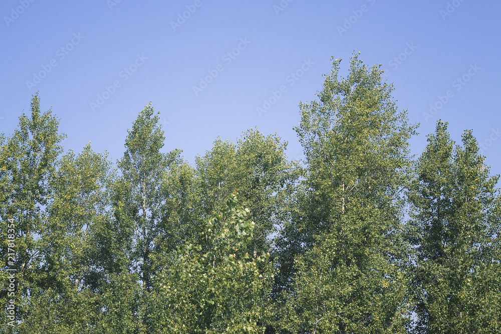Russian birch tree against the sky in summer Russian birch tree against the sky in summer
