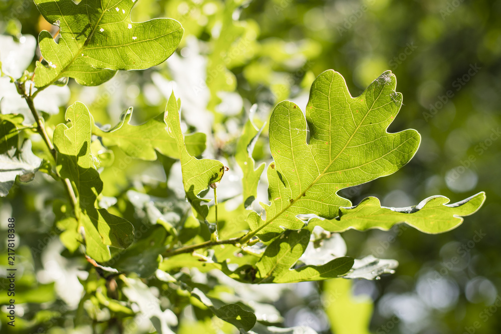 Detail of a green oak leaf. Detail of a green oak leaf.