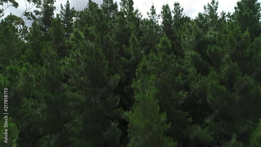 Aerial View of Forest and Trees Aerial View of Forest and Trees