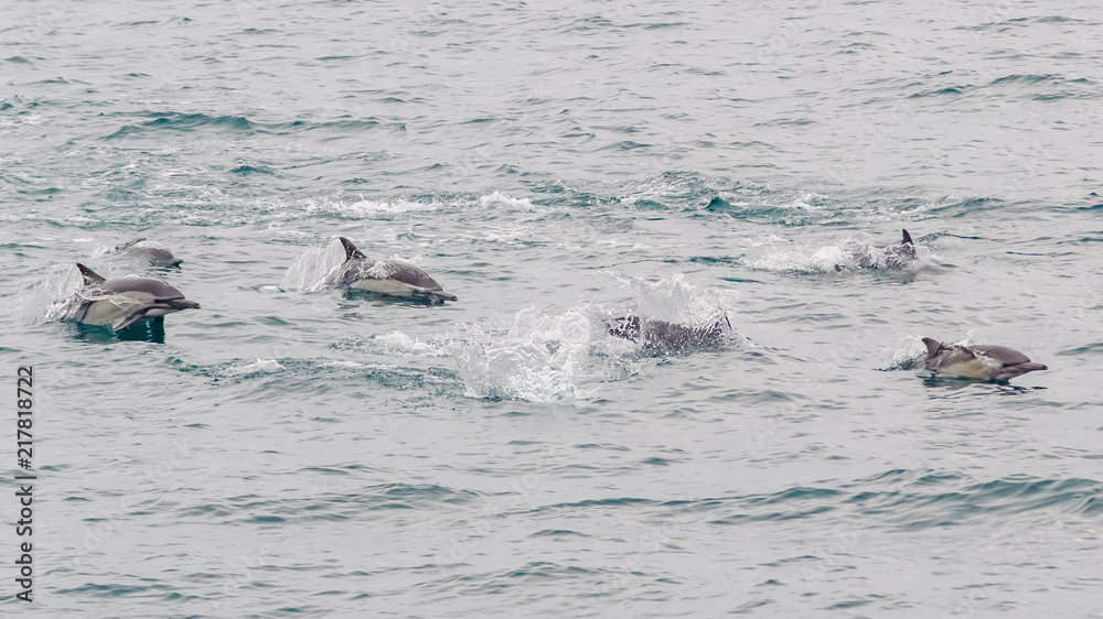 Fototapeta premium Dolphins in the ocean
