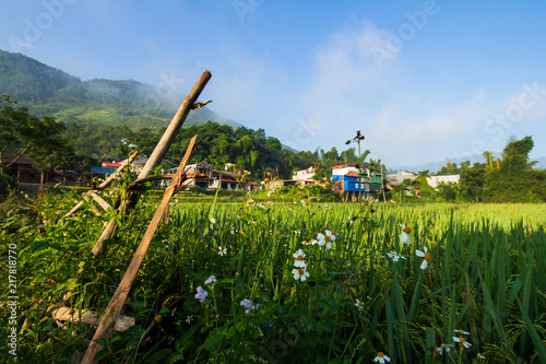 meadow in Vietnam