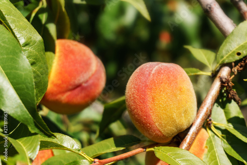 Ripe fresh peaches growing in peach tree with green leaves.