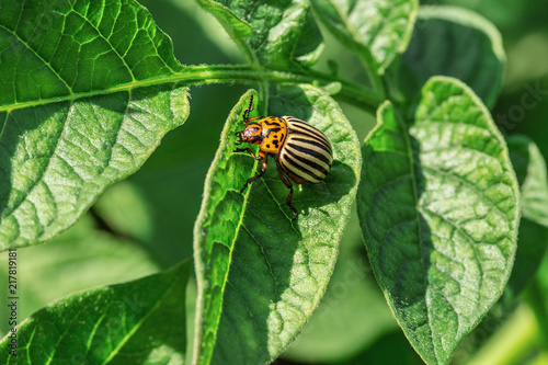 Colorado potato beetle, Leptinotarsa decemlineata, eat