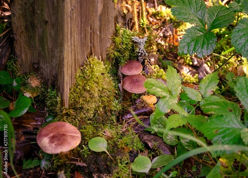 several mushrooms grow on moss, hemp. Warm, autumn colour