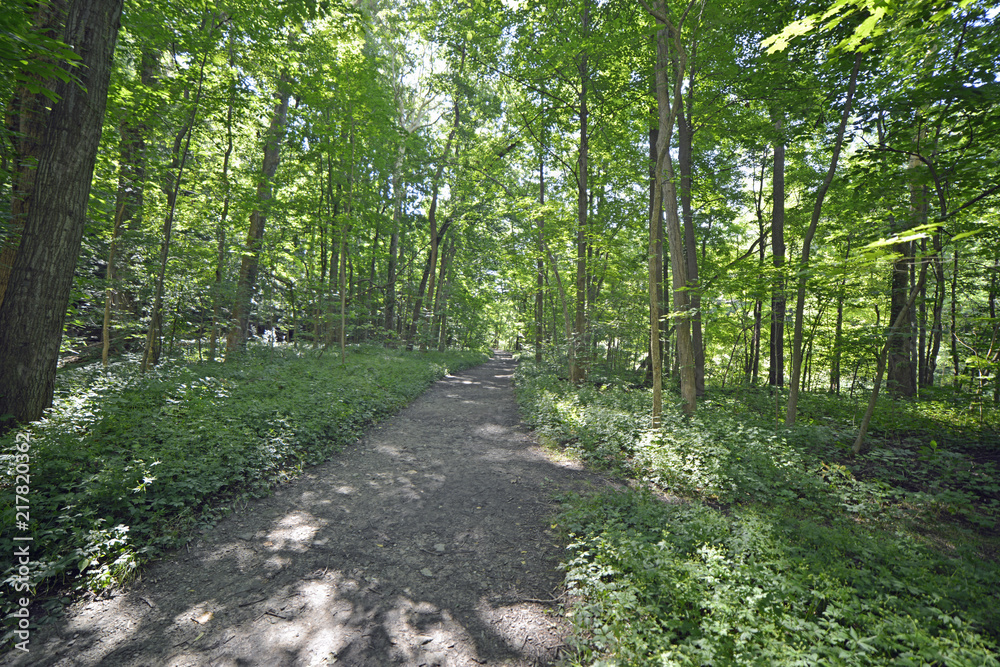 Obraz premium Shady pathway in the forest at Wintergreen gorge