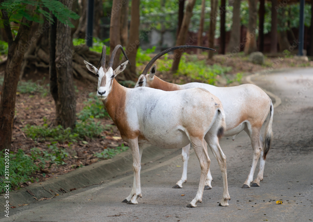 scimitar oryx in zoo scimitar oryx in zoo