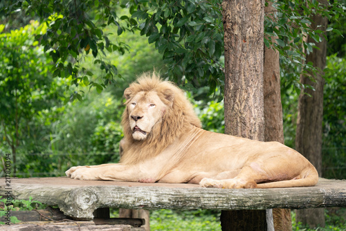 male lion laying alone