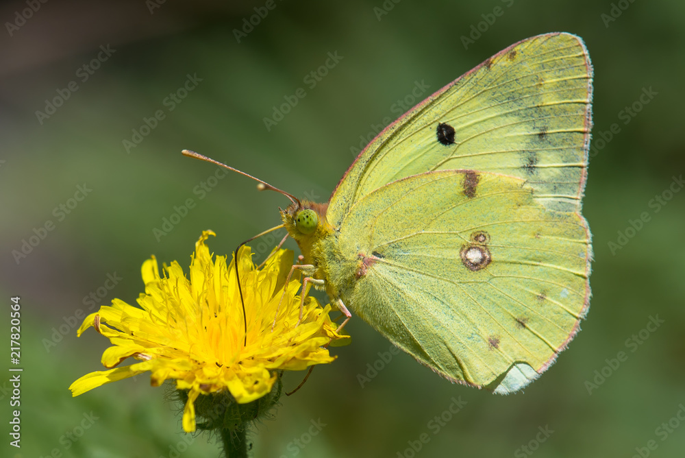 Pieridae / Güzel Azamet / / Colias alfacariensis Pieridae / Güzel Azamet / / Colias alfacariensis