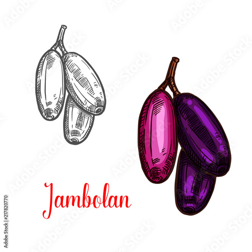 Jambolan or java plum fruit sketch of exotic berry