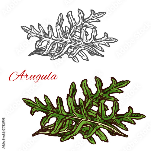 Arugula plant sketch of green leaf salad vegetable