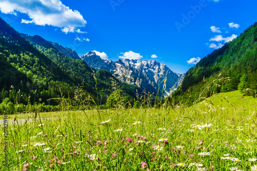 View on green meadow with blloming flowers by Logar valley in the slovenian Alps